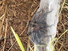 Porrhothele antipodiana