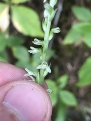 Platanthera ephemerantha