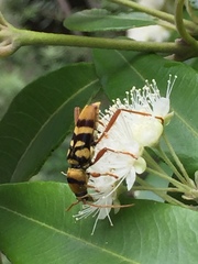 Chlorophorus quinquefasciatus