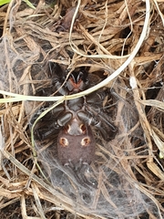 Porrhothele antipodiana