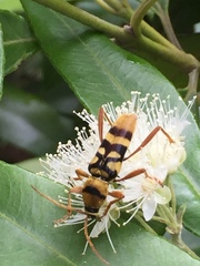 Chlorophorus quinquefasciatus