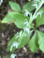 Platanthera ephemerantha