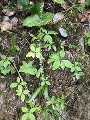 Platanthera ephemerantha