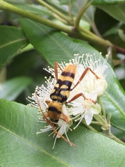 Chlorophorus quinquefasciatus