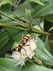Chlorophorus quinquefasciatus