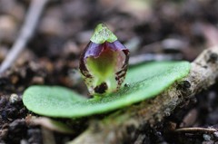 Corybas despectans