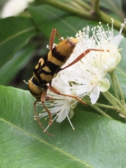 Chlorophorus quinquefasciatus