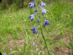 Delphinium × occidentale