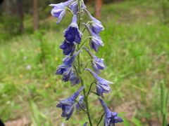Delphinium × occidentale