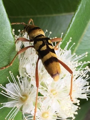 Chlorophorus quinquefasciatus