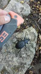 Carabus gigas