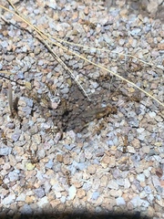 Myrmecocystus mexicanus