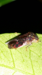 Homalodisca vitripennis