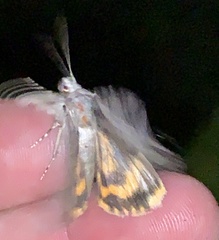 Catocala crataegi