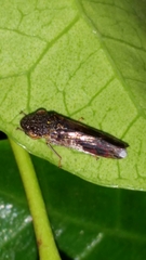 Homalodisca vitripennis