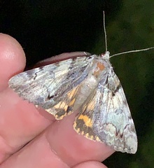Catocala crataegi