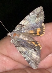 Catocala crataegi