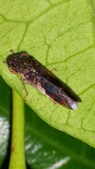 Homalodisca vitripennis