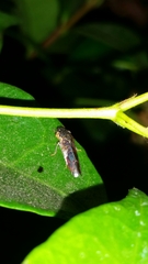 Homalodisca vitripennis