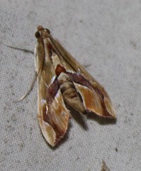 Agathodes monstralis