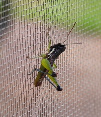 Methiolopsis geniculata