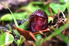 Corybas fimbriatus