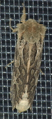 Oncopera intricoides