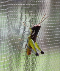 Methiolopsis geniculata