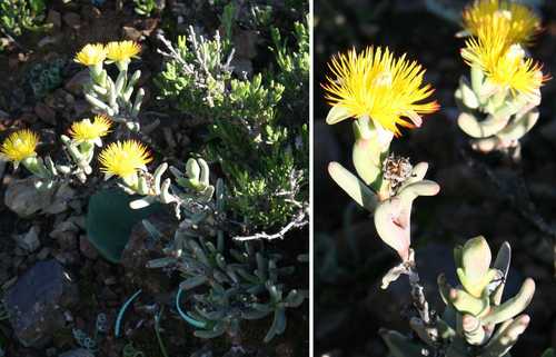 Hereroa aspera L.Bolus