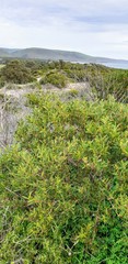 Acacia longifolia sophorae