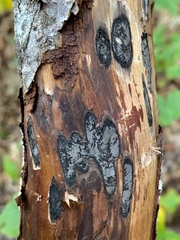 Biscogniauxia bartholomaei