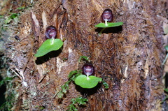 Corybas grumulus