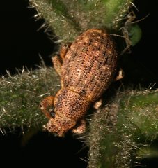 Strophosoma capitatum