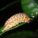 Short-tailed Pill Woodlice and Allies - Photo (c) Albert Kang, some rights reserved (CC BY-NC), uploaded by Albert Kang