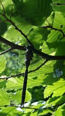 Caliaeschna microstigma