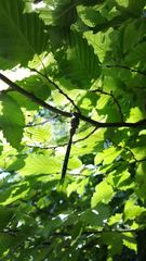 Caliaeschna microstigma