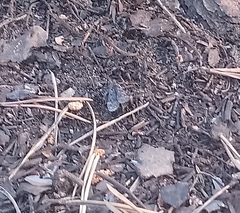 Lepidoptera