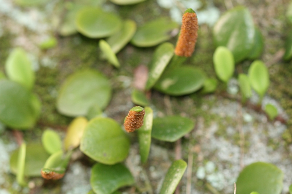 Lepisoreae