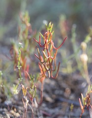 Camissonia contorta