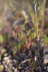 Camissonia contorta