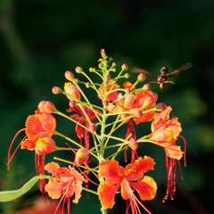 Delta pyriforme circinale