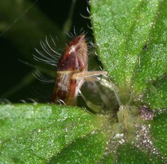 Orchesella flavescens