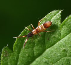 Orchesella flavescens