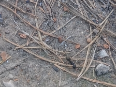 Camponotus saxatilis