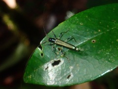 Disteniidae