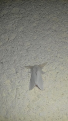 Euproctis chrysorrhoea