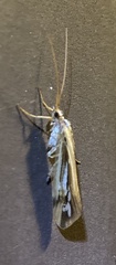 Limnephilus ornatus