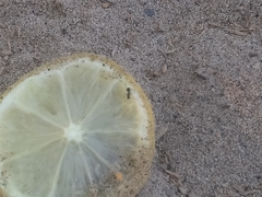 Formicidae