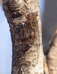 Cicada barbara lusitanica