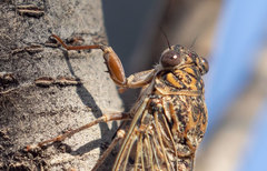 Cicada barbara lusitanica